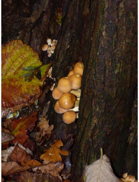 Emerging fruit bodies on oak in the New Forest, UK.